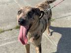 Adopt CHILI a Merle Catahoula Leopard Dog / Mixed dog in McKinleyville