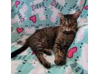Adopt Kitkat a Brown Tabby American Shorthair / Mixed (short coat) cat in