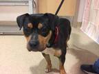 Adopt Wonka a Black American Pit Bull Terrier / Rottweiler / Mixed dog in