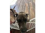 Adopt Odie a Gray/Silver/Salt & Pepper - with White Shar Pei / Mixed dog in