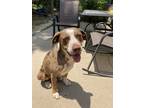 Adopt Moose a Brown/Chocolate - with White Catahoula Leopard Dog / Boxer / Mixed