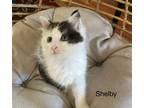 Adopt Shelby a White (Mostly) Domestic Shorthair (short coat) cat in oceanside