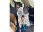 Adopt Paige a Black Australian Cattle Dog / Mixed dog in Fresno, CA (34751930)