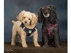 Adopt Bear a Tan/Yellow/Fawn Poodle (Miniature) / Mixed dog in Anchorage