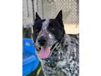 Adopt Kutter a Black Australian Cattle Dog / Mixed dog in Fresno, CA (34751929)