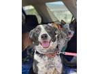 Adopt Bella a Black Australian Cattle Dog / Mixed dog in Fresno, CA (34751928)