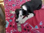 Adopt Calvin Klein a Black - with White Border Collie / Mixed dog in Key Largo