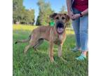 Adopt 50253811 a Tan/Yellow/Fawn Black Mouth Cur / Mixed dog in Bryan
