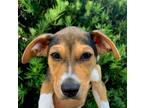 Adopt Baby Sharkboy a Tricolor (Tan/Brown & Black & White) Beagle / Mixed dog in