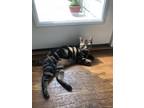 Adopt Mochi a Tiger Striped American Shorthair / Mixed (short coat) cat in