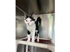Adopt Taco A White Domestic Shorthair / Domestic Shorthair / Mixed Cat In Oak