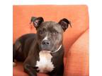 Adopt Lila a Black - with White American Staffordshire Terrier / Mixed dog in
