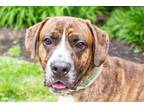 Adopt Cash a Brindle Boxer / Mixed dog in Knoxville, TN (34751613)