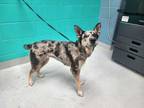 Adopt SALLY a Tricolor (Tan/Brown & Black & White) Australian Cattle Dog / Mixed