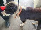 Adopt DALLAS a Black - with White Border Collie / Mixed dog in San Antonio