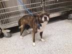 Adopt a Brown/Chocolate - with White Boston Terrier / Mixed dog in Houston