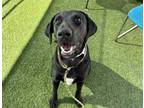 Adopt TYLER a Black - with White Labrador Retriever / Mixed dog in Phoenix