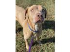 Adopt JETER a Brown/Chocolate American Pit Bull Terrier / Mixed dog in Vero