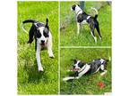 Adopt RIRI a White Plott Hound / Mixed dog in Westminster, MD (34751575)