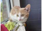 Adopt *HOPPINS a Orange or Red Tabby Domestic Shorthair / Mixed (short coat) cat