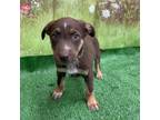 Adopt BUBBLE YUM a Brown/Chocolate Mixed Breed (Large) / Mixed dog in Tangent