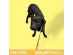 Adopt 50113554 a Black Border Terrier / Mixed dog in El Paso, TX (34751206)