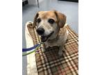 Adopt Jupiter a Brown/Chocolate - with White Jack Russell Terrier / Blue Heeler