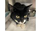Adopt STRAY a All Black Domestic Shorthair / Domestic Shorthair / Mixed cat in