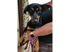 Adopt Nelson a Dachshund / Mixed dog in Calverton, NY (34751020)