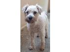 Adopt Asher A Standard Schnauzer / Mixed Dog In Calverton, NY (34751017)