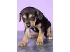 Adopt Izzy a Black - with Tan, Yellow or Fawn Labrador Retriever / Mixed dog in