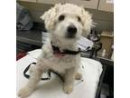 Adopt Lucky a White - with Tan, Yellow or Fawn Poodle (Standard) / Mixed dog in