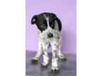 Adopt Frenchie a White - with Black Pointer / Mixed dog in Waldorf