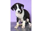 Adopt Harper a Black - with White Labrador Retriever / Mixed dog in Waldorf