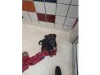 Adopt BELLA a Black Rottweiler / Mixed dog in Houston, TX (33732596)