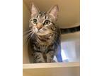 Adopt 052322 Bambi a Orange or Red Domestic Shorthair / Domestic Shorthair /