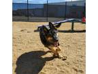 Adopt Zeus a Tan/Yellow/Fawn German Shepherd Dog / Mixed dog in Carson City