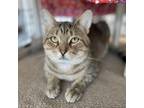 Adopt Flint a Tan or Fawn Tabby Domestic Shorthair / Mixed cat in Clarksdale