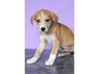 Adopt Glover a Tan/Yellow/Fawn - with White Labrador Retriever / Mixed dog in