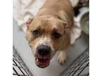 Adopt Sarabe a Tan/Yellow/Fawn Staffordshire Bull Terrier / Mixed dog in