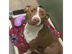 Adopt Peaches a Brown/Chocolate American Pit Bull Terrier / Mixed dog in Ottawa