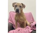 Adopt Nola a Hound (Unknown Type) / Mixed dog in LAFAYETTE, LA (34749537)