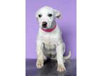 Adopt Electra a White - with Tan, Yellow or Fawn Labrador Retriever / Mixed dog