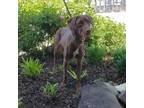Adopt Coco a Brown/Chocolate Mixed Breed (Medium) / Mixed dog in Gadsden