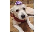 Adopt MISS McKELTIE a White - with Tan, Yellow or Fawn Schnauzer (Miniature) /