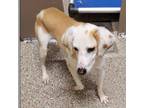 Adopt Murle a White - with Tan, Yellow or Fawn Pointer / Beagle / Mixed dog in