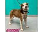 Adopt PRINCESS a Red/Golden/Orange/Chestnut - with White Husky / Mixed dog in