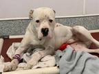 Adopt PATRON a White Boxer / Mixed dog in Tucson, AZ (34750630)