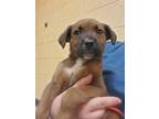 Adopt Bean a Brown/Chocolate German Shepherd Dog / American Pit Bull Terrier /