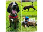 Adopt SAINT a Brindle - with White Plott Hound / Mixed dog in Westminster